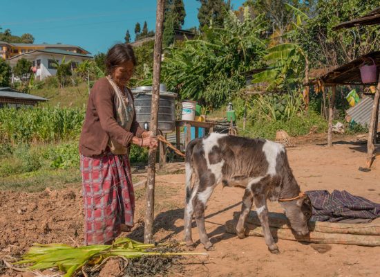 Frau mit Kuh Bhutan Kuhprojekt