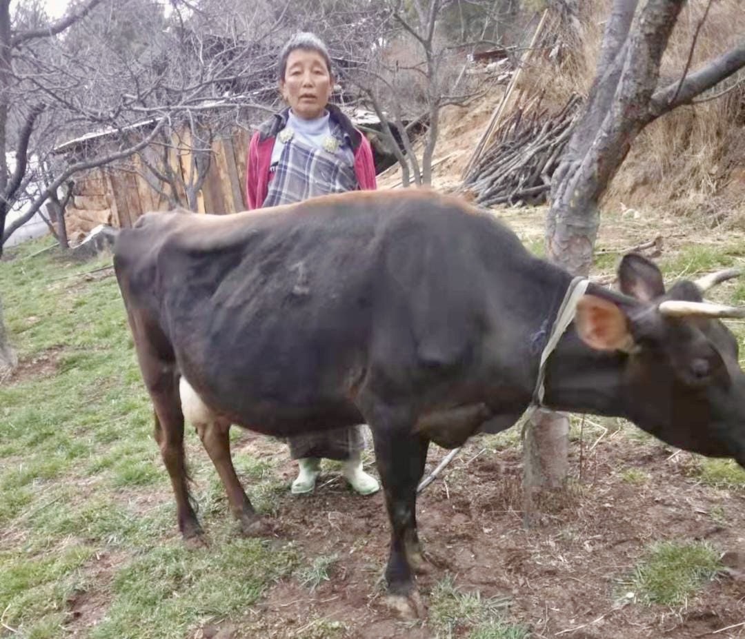 Kuhübergabe in Punakha